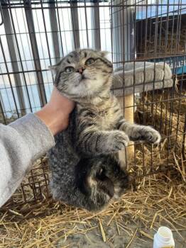Ballard 3x -  Domestic Short Hair Cat for Adoption in Cromwell, Kentucky - Ballard 3x | PetCurious