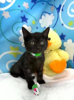 Emery -  Domestic Short Hair Cat for Adoption in Tavares, Florida - Emery | PetCurious