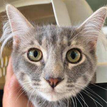 Fiat -  Domestic Long Hair Cat for Adoption in Santa Ana, California - Fiat | PetCurious