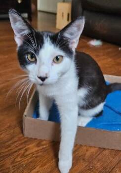 Rescue Domestic Short Hair Cats for Adoption in Burnaby, British Columbia - Nash | PetCurious