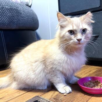 Pumpkin -  Tabby and Domestic Long Hair Cat for Adoption in Smithfield, North Carolina - Pumpkin | PetCurious