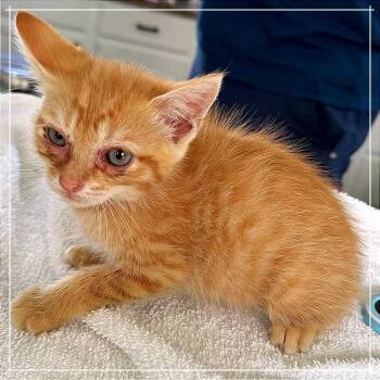 Candace -  Domestic Short Hair Cat for Adoption in Chapel Hill, North Carolina - Candace | PetCurious