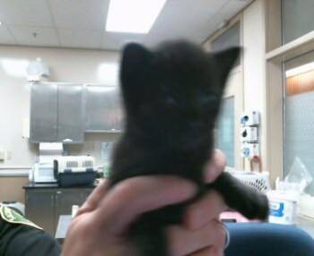 SPROUT -  Domestic Short Hair Cat for Adoption in Sacramento, California - SPROUT | PetCurious