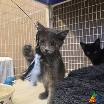 Rescue Domestic Medium Hair Cats for Adoption in Douglas, Wyoming - Carlos | PetCurious