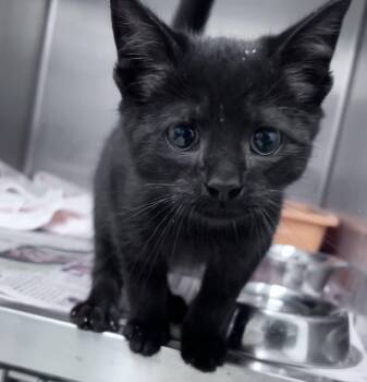 Diego -  Domestic Short Hair Cat for Adoption in Youngstown, Ohio - Diego | PetCurious