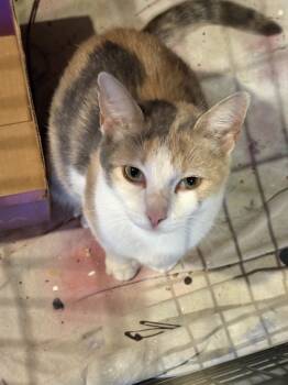 Rescue Domestic Short Hair Cats for Adoption in Pomona, New York - Cali | PetCurious