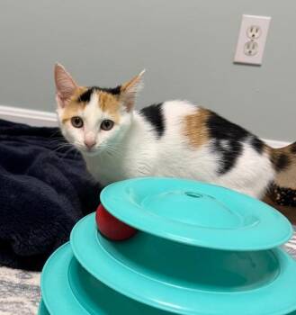 Ms. Beady -  Domestic Short Hair Cat for Adoption in Dale City, Virginia - Ms. Beady | PetCurious