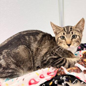 Tio -  Domestic Short Hair Cat for Adoption in Ojai, California - Tio | PetCurious