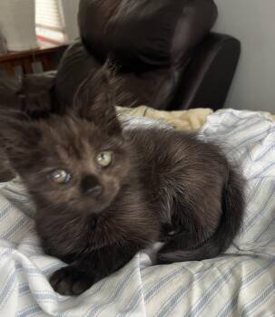 Olive -  Domestic Medium Hair Cat for Adoption in Oriental, North Carolina - Olive | PetCurious