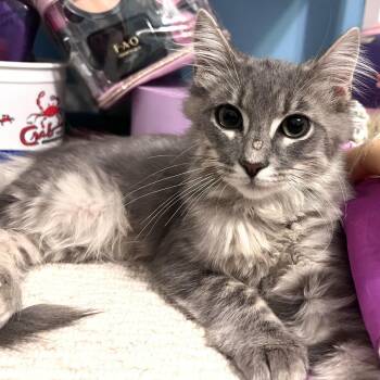 Mongo -  Domestic Medium Hair Cat for Adoption in Brownsboro, Alabama - Mongo | PetCurious