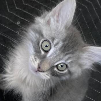 Betty -  Domestic Short Hair Cat for Adoption in Riverside, California - Betty | PetCurious