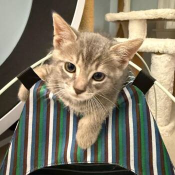 Tonka -  Domestic Short Hair Cat for Adoption in Germantown, Maryland - Tonka | PetCurious