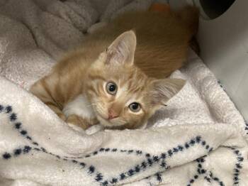 MAGNETO -  Domestic Short Hair Cat for Adoption in Tustin, California - MAGNETO | PetCurious