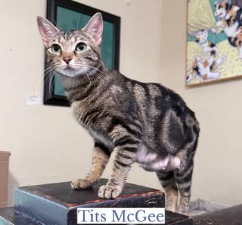 Tits McGee -  Domestic Short Hair Cat Available for Adoption in Berkeley Springs, West Virginia - Tits McGee | PetCurious