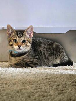 David -  Domestic Short Hair Cat for Adoption in Newberg, Oregon - David | PetCurious