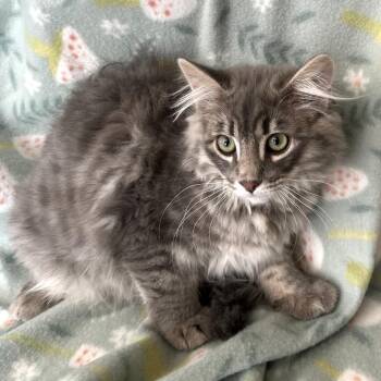 Xavier -  Domestic Long Hair Cat for Adoption in Blackfoot, Idaho - Xavier | PetCurious