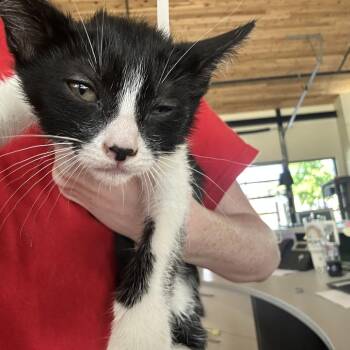 Tutti 4 -  Domestic Short Hair Cat for Adoption in Leander, Texas - Tutti 4 | PetCurious