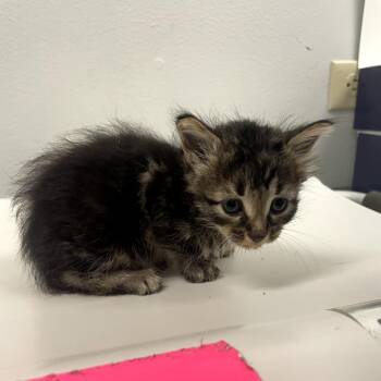 Bee -  Domestic Short Hair Cat for Adoption in Corpus Christi, Texas - Bee | PetCurious
