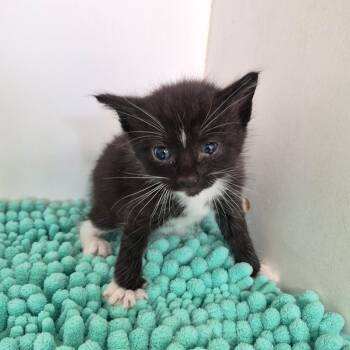 Domestic Short Hair Cats Available for Adoption in Portland, Texas - Thumper | PetCurious