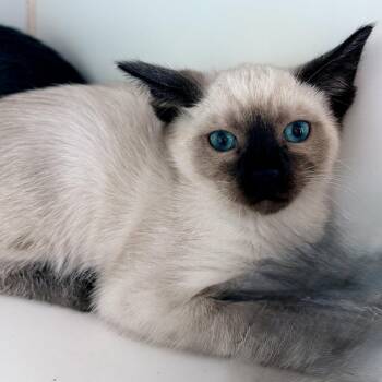 Siamese Cats Available for Adoption in Oakland, California - Rome | PetCurious
