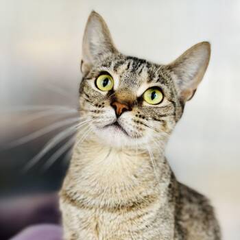 Domestic Short Hair Cats Available for Adoption in Jackson Township, New Jersey - Wren  | PetCurious