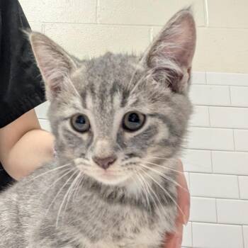 Troy -  Domestic Short Hair Cat for Adoption in Pittsburgh, Pennsylvania - Troy | PetCurious