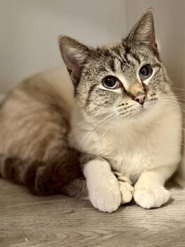 Siamese and Tabby Cats Available for Adoption - Simona | PetCurious