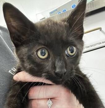 Fried Egg 556-26 -  Domestic Short Hair Cat for Adoption in Cumming, Georgia - Fried Egg 556-26 | PetCurious
