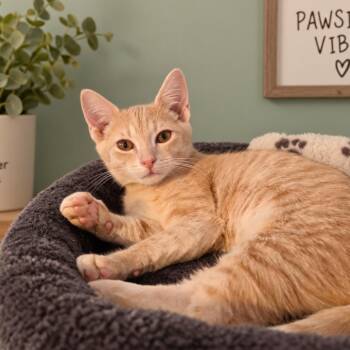 Cider -  Domestic Short Hair Cat for Adoption in Port Richey, Florida - Cider | PetCurious