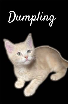 Dumpling (Bonded with Dovey) -  Domestic Short Hair Cat for Adoption in Auburn, California - Dumpling (Bonded With Dovey) | PetCurious