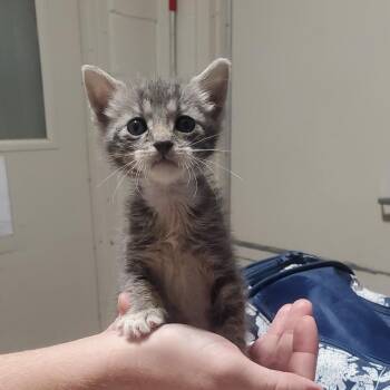 Clyde -  Domestic Short Hair Cat for Adoption in Milton, Florida - Clyde | PetCurious