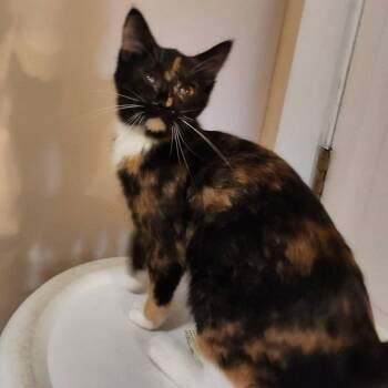 Domestic Short Hair Cats Available for Adoption in West Olive, Michigan - Pineapple Upside Down Cake | PetCurious