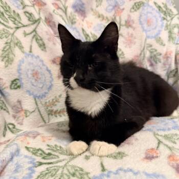 Mama Biscuits -  Domestic Medium Hair Cat for Adoption in Morganton, North Carolina - Mama Biscuits | PetCurious