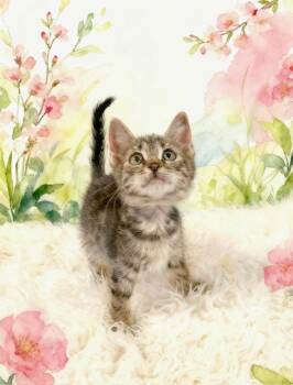 Tabby Cats Available for Adoption in Tehachapi, California - Hummus | PetCurious