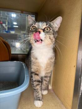 Doodlebug -  Domestic Short Hair Cat for Adoption in Fort Collins, Colorado - Doodlebug | PetCurious