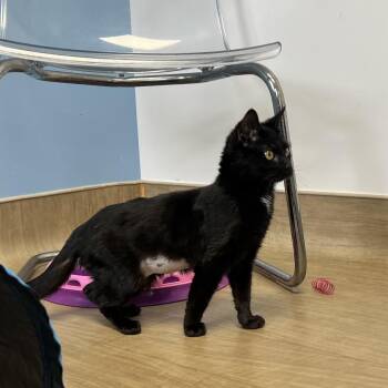 Domestic Short Hair Cats Available for Adoption - Tahini | PetCurious