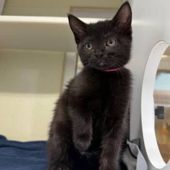 Cutie Patootie -  Domestic Short Hair Cat for Adoption in Chattanooga, Tennessee - Cutie Patootie | PetCurious