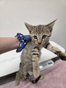 Pearl Milling Co. -  Domestic Short Hair Cat for Adoption in Sacramento, California - Pearl Milling Co. | PetCurious