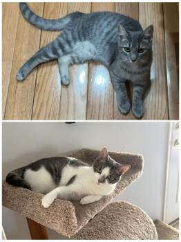 Domestic Short Hair Cats Available for Adoption in Boiling Springs, Pennsylvania - Katrina & Jeffrey | PetCurious