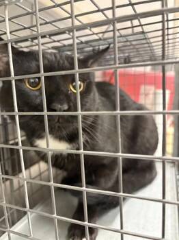 OREO -  Domestic Short Hair Cat for Adoption in Las Vegas, Nevada - OREO | PetCurious