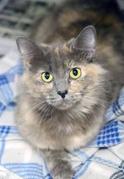 Kat (AO37702) -  Domestic Long Hair and Dilute Tortoiseshell Cat for Adoption in Kansas City, Kansas - Kat (AO37702) | PetCurious