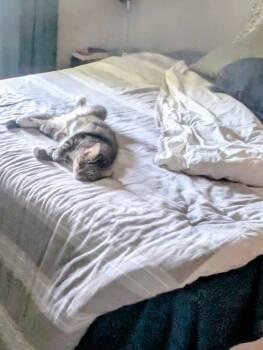 Rescue Domestic Short Hair Cats for Adoption in Minneapolis, Minnesota - Bubbles | PetCurious