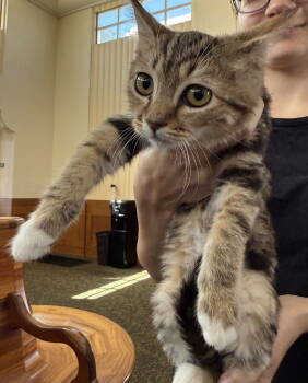 Rescue Tabby Cats for Adoption in Napa, California - Myrtle ( Brandi) | PetCurious