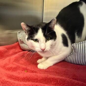 Sylvester -  Domestic Short Hair Cat for Adoption in Scituate, Massachusetts - Sylvester | PetCurious