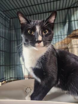 Rescue Domestic Short Hair Cats for Adoption in Cosby, Tennessee - Gatlins | PetCurious
