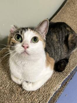 Helga -  Domestic Short Hair Cat for Adoption in Reynoldsburg, Ohio - Helga | PetCurious