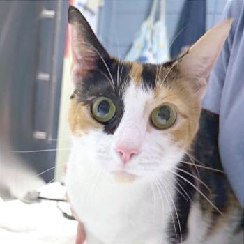 Lucy -  Domestic Short Hair Cat for Adoption in Providence, Rhode Island - Lucy | PetCurious