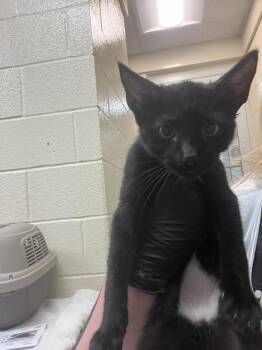ADOBO -  Domestic Short Hair Cat for Adoption in Hagerstown, Maryland - ADOBO | PetCurious