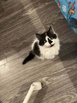 Rescue Domestic Short Hair Cats for Adoption in Ottawa, Ontario - Jupiter | PetCurious