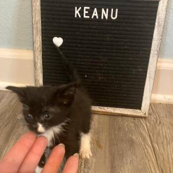 Keanu C11999 -  Domestic Short Hair Cat for Adoption - Keanu C11999 | PetCurious